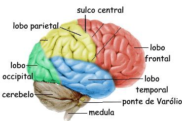 Educação nos programas de Estimulação Neurosensorial para pessoas com deficiência severa e profunda: importância e benefícios