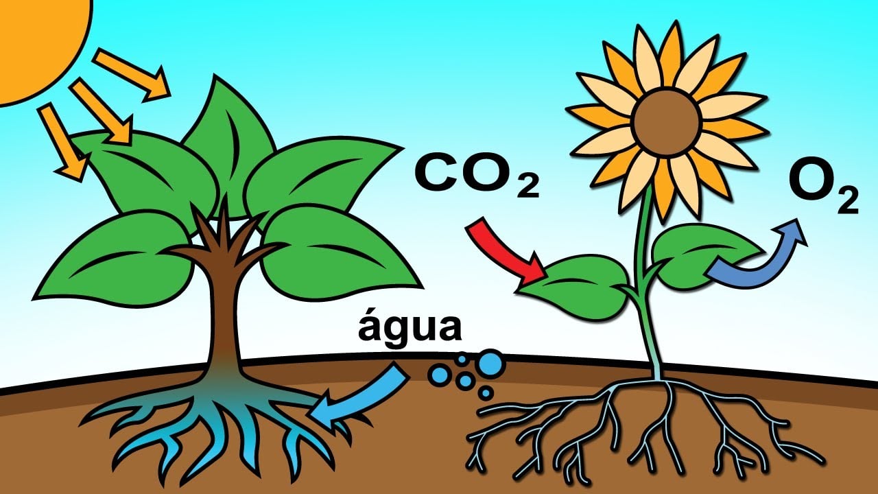 Plano de aula – Ciências / Português 3º ano