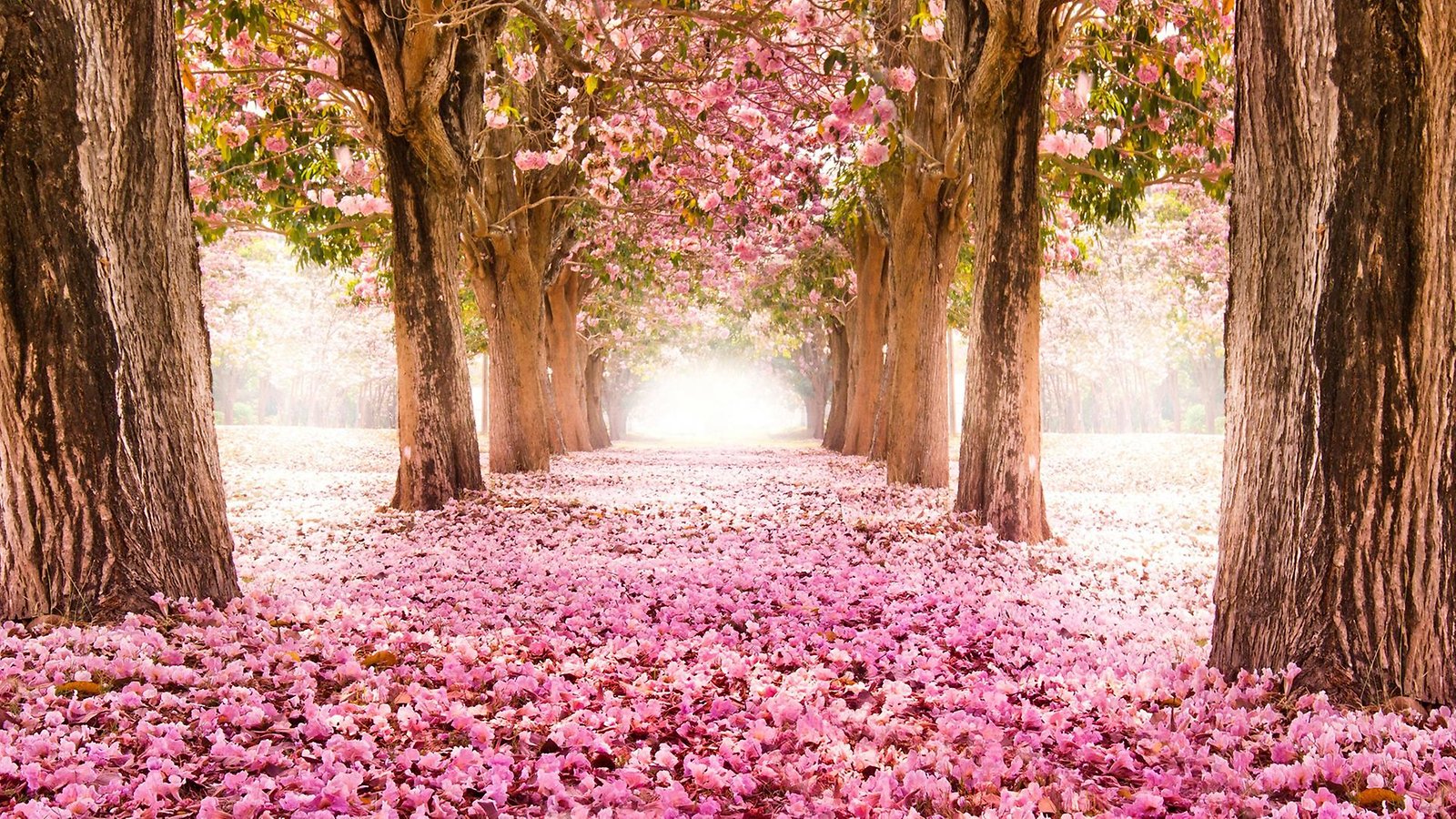 Atividades didáticas: Primavera