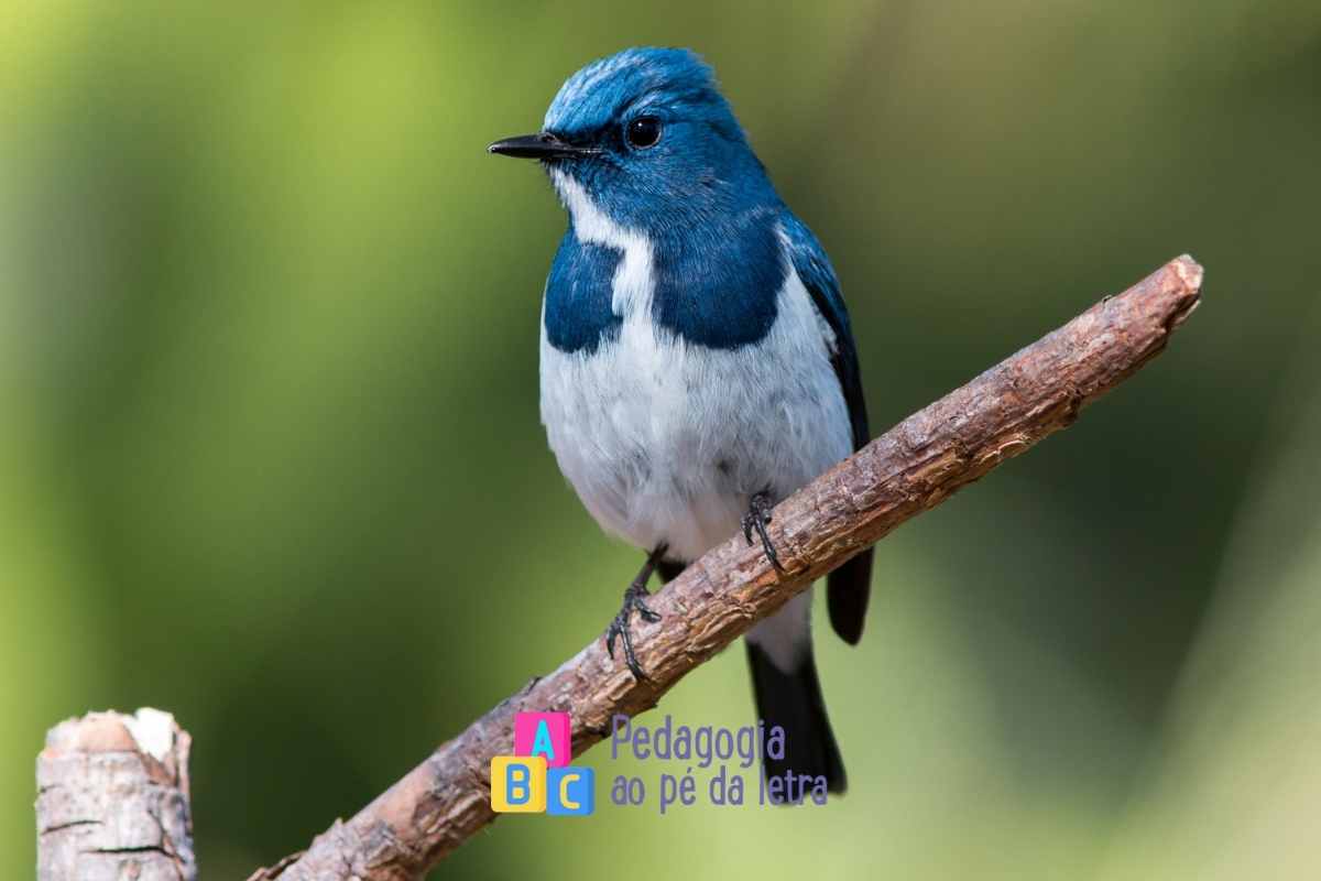 Confira esse plano de aula sobre aves para alunos do ensino fundamental