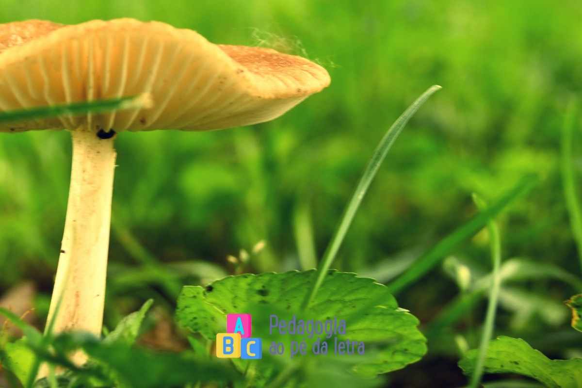 O melhor plano de aula de biologia para o ensino fundamental de acordo com a BNCC
