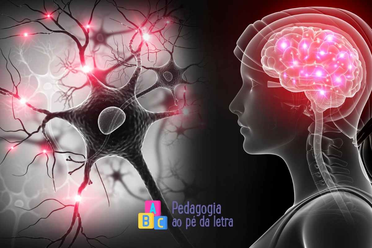 Plano de aula do sistema nervoso para o ensino fundamental de acordo com a BNCC