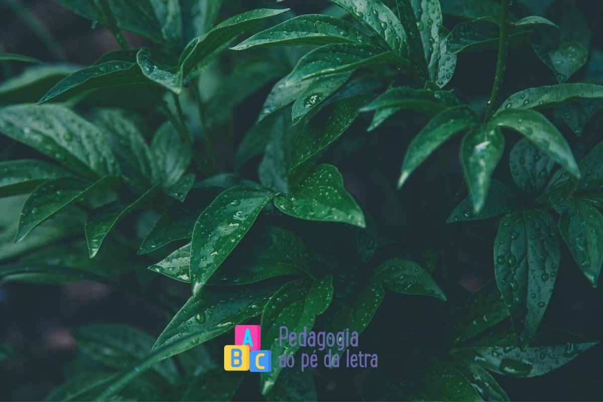 Plano de aula sobre as partes da planta